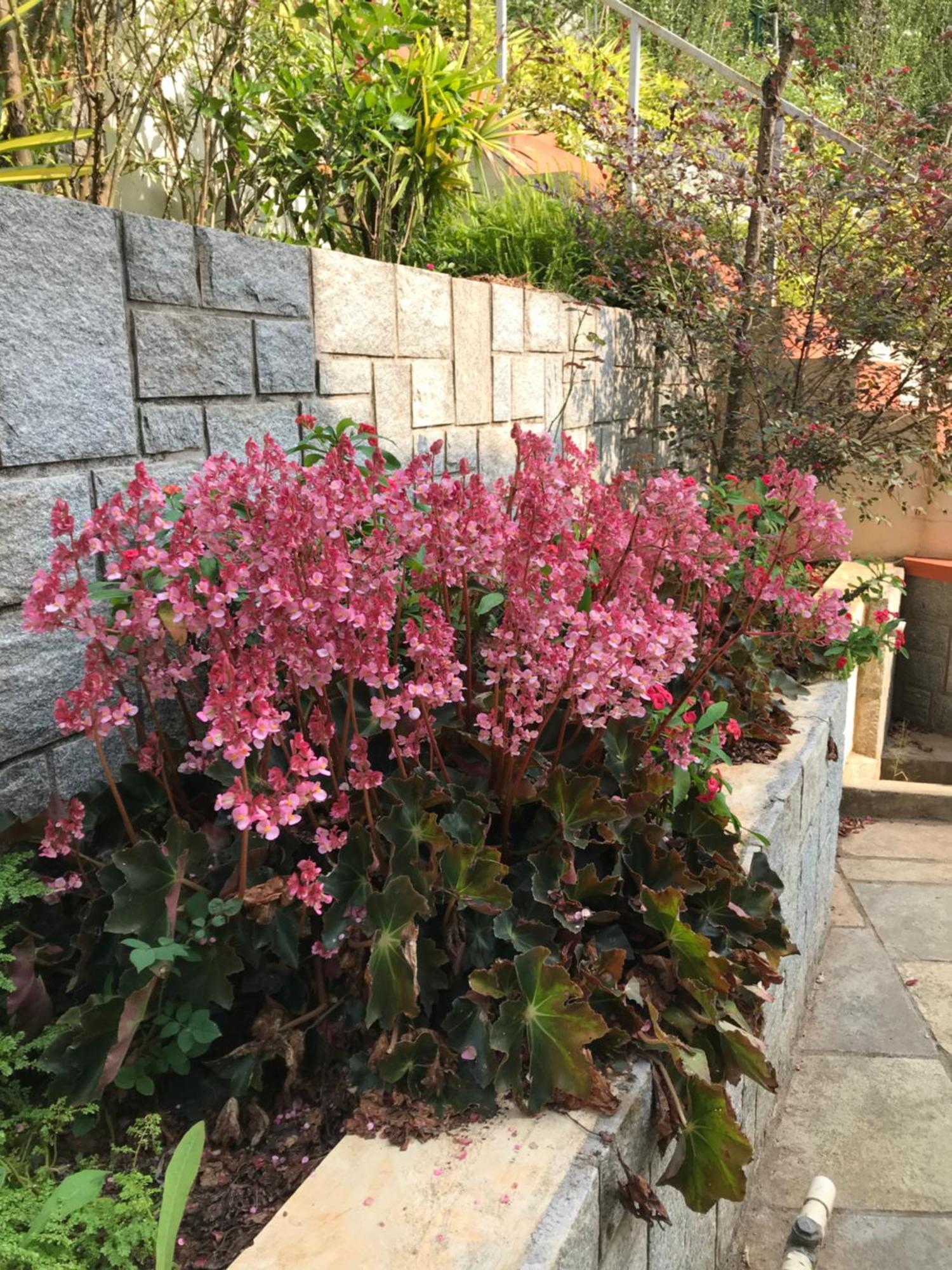 Robin Woods Homestay 사클레시푸르 외부 사진